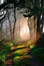 漫步在林间小路上，听不到外面的喧闹，却可以清楚的听到自己的心跳。