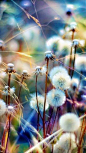  蒲公英，杂草和颜色 
dandelions, weeds and colors.