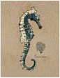 seahorse