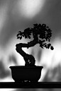 Bonsai