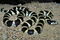 加州王蛇Lampropeltis californiae
