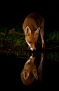 3foldlaw: Red Fox Drinking, Jamie Hall | Image Room: Leading color