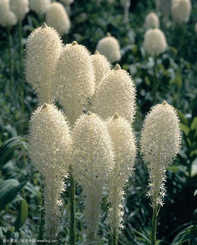 熊草是百合科旱叶百合属一年生草本植物，别...