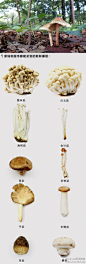 #特别企划# 「秋日菌话——莫要菇负好时光」蘑菇是我们餐桌上很普通的食物，但品种异常庞杂，约有1/3都生在在森林中的地下，松树下会可能会找到松茸、松露、牛肝菌，枞树下能找到枞蘑，形形色色种类繁多。在专题中，你可以一一认识20多种食用蘑菇，还有四道简单美味的蘑菇料理喔：http://t.cn/aFbFMN
