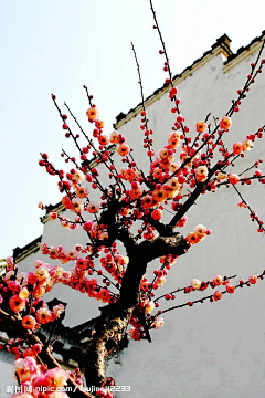 微服私访～朕～淘宝图采集到梅花 樱花 梨花 桂花 迎春花 菜花 桃花 