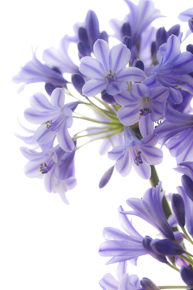 PNG免扣 植物素材 紫罗兰花朵