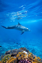 Dolphind and Corals by Kjersti Busk Joergensen on 500px