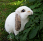 White Rabbit | Cutest Paw
