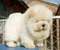 so fluffy