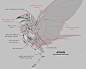 Avian/Theropod Studies, Sam Santala : Studies designed to help me learn the evolutionary history of theropods into modern birds. Then combining the two to solidify that knowledge.

Created as part of my Schoolism course learning creature anatomy with Terr