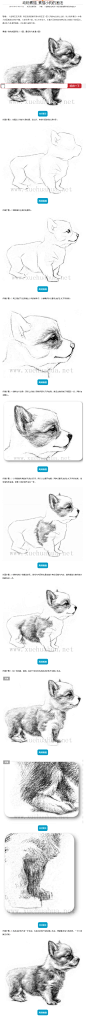 动物素描_素描小狗的画法__素描教程_学画画网_国内最大的画画教程资源网站