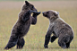 Wrestling In The Meadows by Eric Esterle on 500px