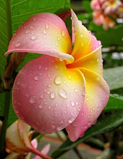 晴空雨々采集到花顏错