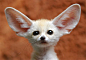 超可爱的大耳朵精灵-耳廓狐