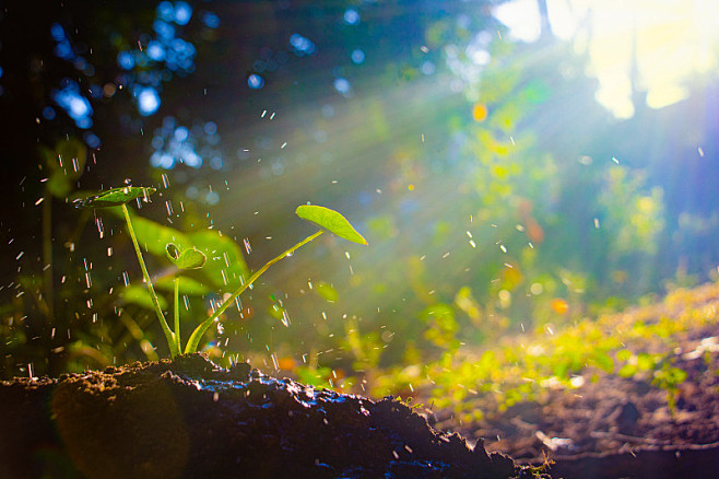 阳光给予嫩芽破土而出成长的机会
露水是植...