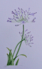 Agapanthus, watercolour by Judith Jerams, Loire Valley, France