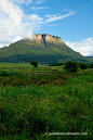 Wildflower meadow beneath Benwiskin mountain Co Sligo Ireland