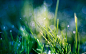 Heaven bokeh dew grass green wallpaper (#817665) / Wallbase.cc