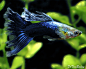 A gorgeous Dark Blue Mature Male Fancy Guppy. To see more ... click on http://www.AquariumFish.net/catalog_pages/livebearer_guppies/guppies_table.htm#3581