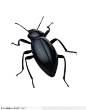 昆虫世界-黑色甲虫背面