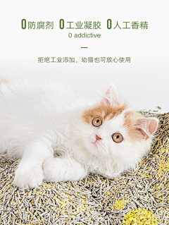 七七664789采集到宠物猫