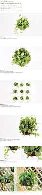 공기정화식물 - 디시디아 그린