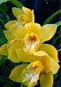 Yellow Cymbidium Orchid