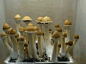 7个你肯定没见过的蘑菇生长瞬间 ！！赞爆了！Boom！！#GIF#