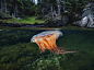4.21 朋恩湾的娇客
摄影：大卫・都必​​烈（David Doubilet）, National Geographic

一只狮鬃水母在朋恩湾漂游，这种水母最大可长到2.5 公尺宽。

多年来的过度渔捞、水温上升、以及未来可能进行的海域钻井都是圣罗伦斯湾生态系健康的隐忧。