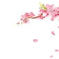 唯美古风水彩手绘粉色桃花桃树树木花朵花瓣花枝PNG免抠设计素材
