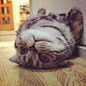 ShiShi-一只红遍Instagram的猫 » 奇哇哇