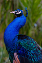 Glorious Blue - Peacock