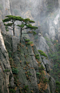 Cliff Dwellers | The Majesty of Trees