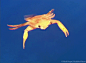 Swimming crabs are characterized by the flattening of the fifth pair of legs…