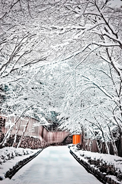 蕩失璐采集到雪景