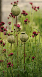 Ceramic poppy seed pods grouped in a garden: 