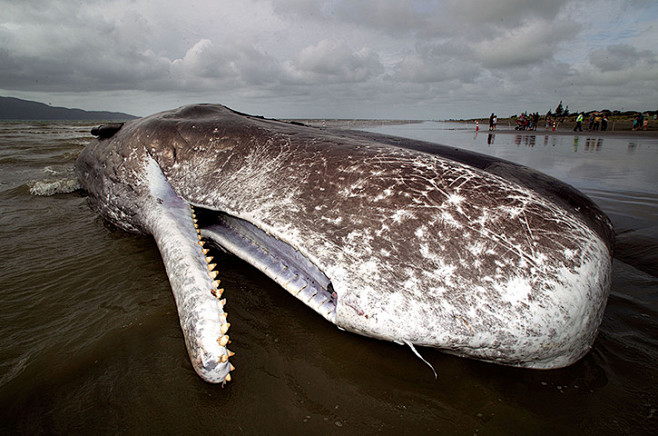 新西兰，帕拉帕拉姆：一头15米长的抹香鲸...