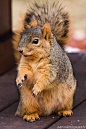 The Fox Squirrel (Sciurus niger)