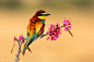 European Bee-Eater