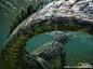 Korostelev一直希望能在水下的自然环境中拍摄鳄鱼，于是他去了墨西哥的Chinchorro浅滩。那里保留着加勒比海的原始生态环境，同时也是美洲鳄鱼的饲养基地。“我曾经在水下同这头鳄鱼面对面的接触。”‘你来掌镜’的参与者Mike Korostelev写道，“我们之间只隔着一架水下照相机