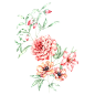 手绘玫瑰花花朵 植物 PNG 素材