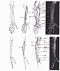 【学人体】男性手臂肌肉块与骨骼~~~（相关微博：<a class="text-meta meta-link" rel="nofollow" href="<a class="text-meta meta-link" rel="nofollow" href="http://t.cn/8kidQsn"" title="http://t.cn/8kidQsn"&a