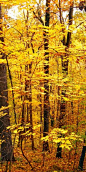 yellow forest