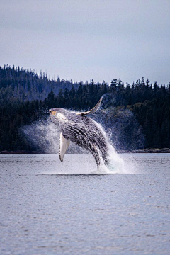 着枝采集到海洋生物