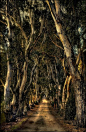 Eucalyptus Tunnel, Ojai, California