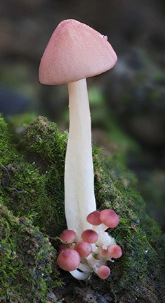 cxjqmwh采集到蘑菇