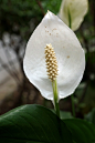 白色红掌 ——别称鹅掌花，又名弗拉门戈花或猪尾巴草。