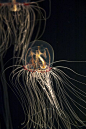 fyeah-seacreatures: Bell Jellyfish | Marine Life