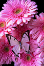 White Butterfly On Pink Gerbera Daisies ❤: