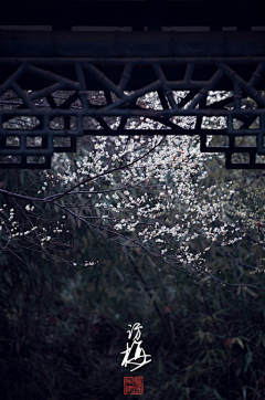 曙荆采集到风景·花